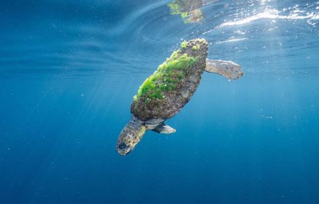 חילוץ ימי של צב ים חום קטוע גפה