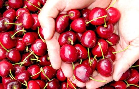 חוזרים לשגרה בטעם דובדבן, בבוסתן ‘בראשית’ בעין זיוון