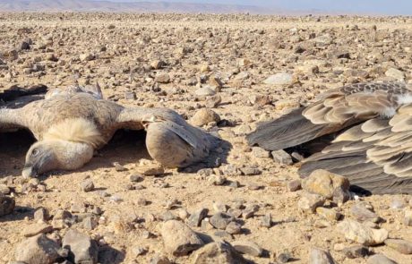 הנשר מלך העופות: מצוי בסכנת הכחדה ואתמול קרה לאוכלוסייה זו אסון