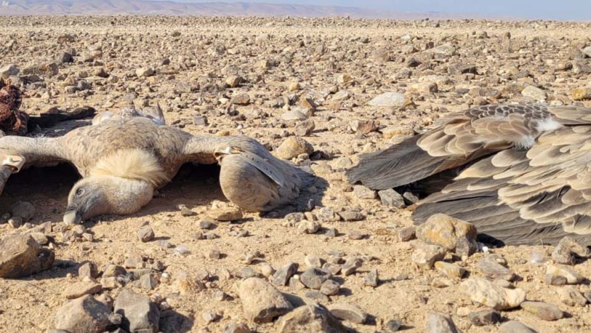 הנשר מלך העופות: מצוי בסכנת הכחדה ואתמול קרה לאוכלוסייה זו אסון