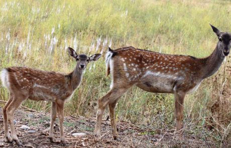 בפארק הבשור בדרום או בחורשת טל בצפון?