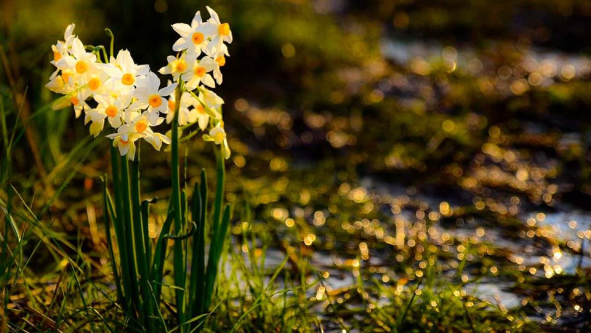 הנרקיס מלך הביצה מזמין אתכם לבקר אותו בגולן