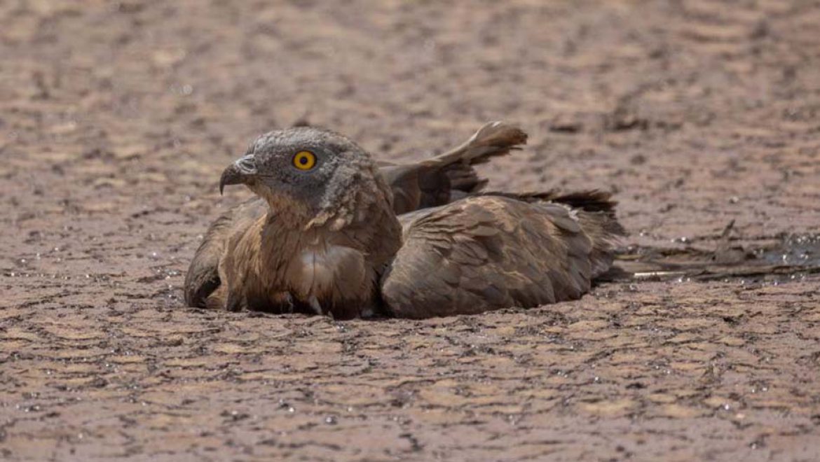 הצלת איות צרעים: שקעו, חולצו, טופלו ושוחררו לטבע