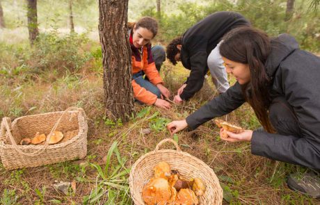 פטריות או לא להיות: 2 סיורי פטריות לכל המשפחה בגליל המערבי