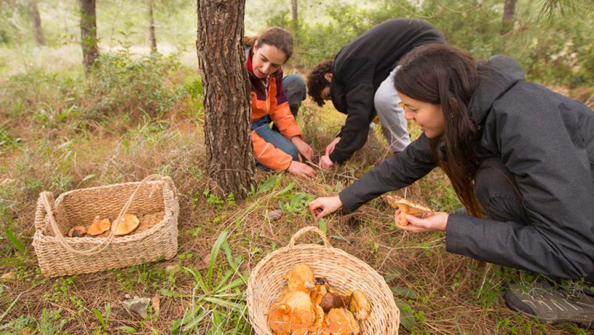 פטריות או לא להיות: 2 סיורי פטריות לכל המשפחה בגליל המערבי