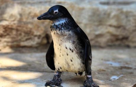 גוזל פינגווינים אפריקנים הנמצאים בסכנת הכחדה, בקע בספארי ר”ג