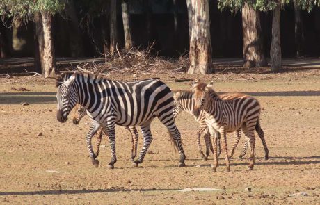 “מדוע לובשת הזברה פיג’מה”? שאלה מסקרנת ללא תשובה ברורה