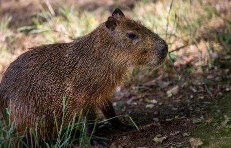 מוזמנים להכיר את: קפיברוך