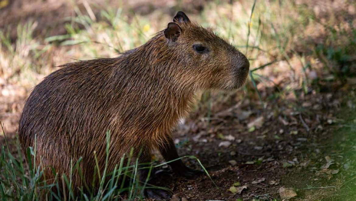 מוזמנים להכיר את: קפיברוך
