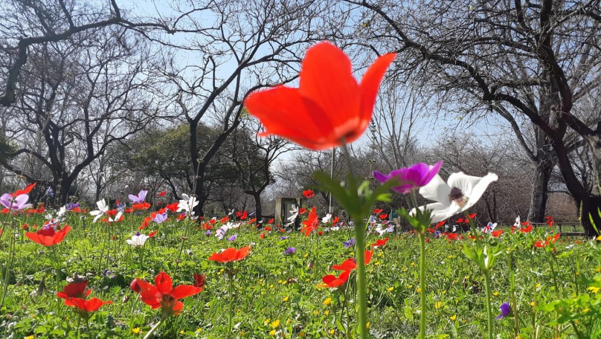 טיולים משפחתיים בין פריחות מרהיבות, נחלים זורמים ומפלים שוצפים