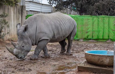 עשו עלייה: שני קרנפים רחבי שפה הגיעו מגן החיות של ליל, שבצרפת
