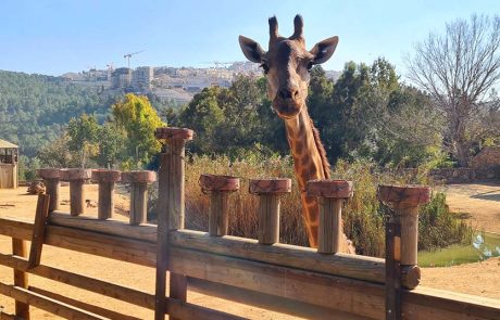 מי ימלל פיל שאוכל: חנוכה בגן החיות התנ”כי ואקווריום ישראל