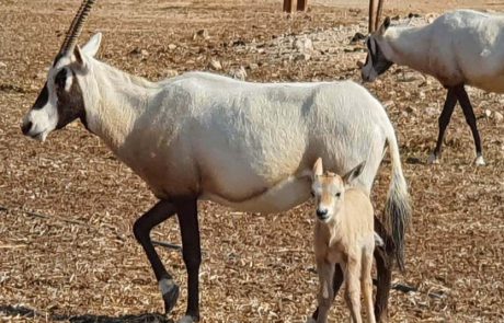 הראם הלבן: בעל חי מרהיב, שנעלם מישראל בסוף המאה ה-19 והוחזר