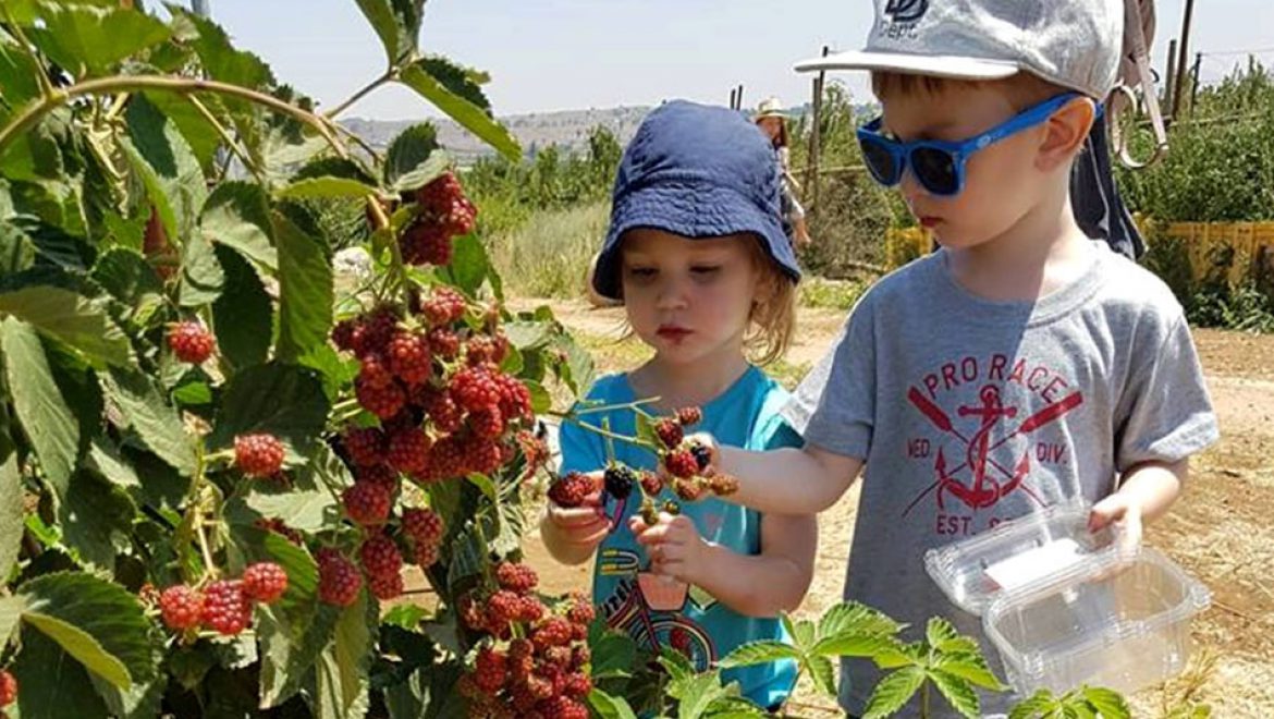 קטיף משפחתי עצמי של פירות יער: בבוסתן ‘בראשית’ בעין זיוון