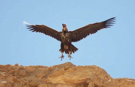 עוזניית הנגב: אורחת מלכותית ונדירה נצפתה בשמורת עין עבדת