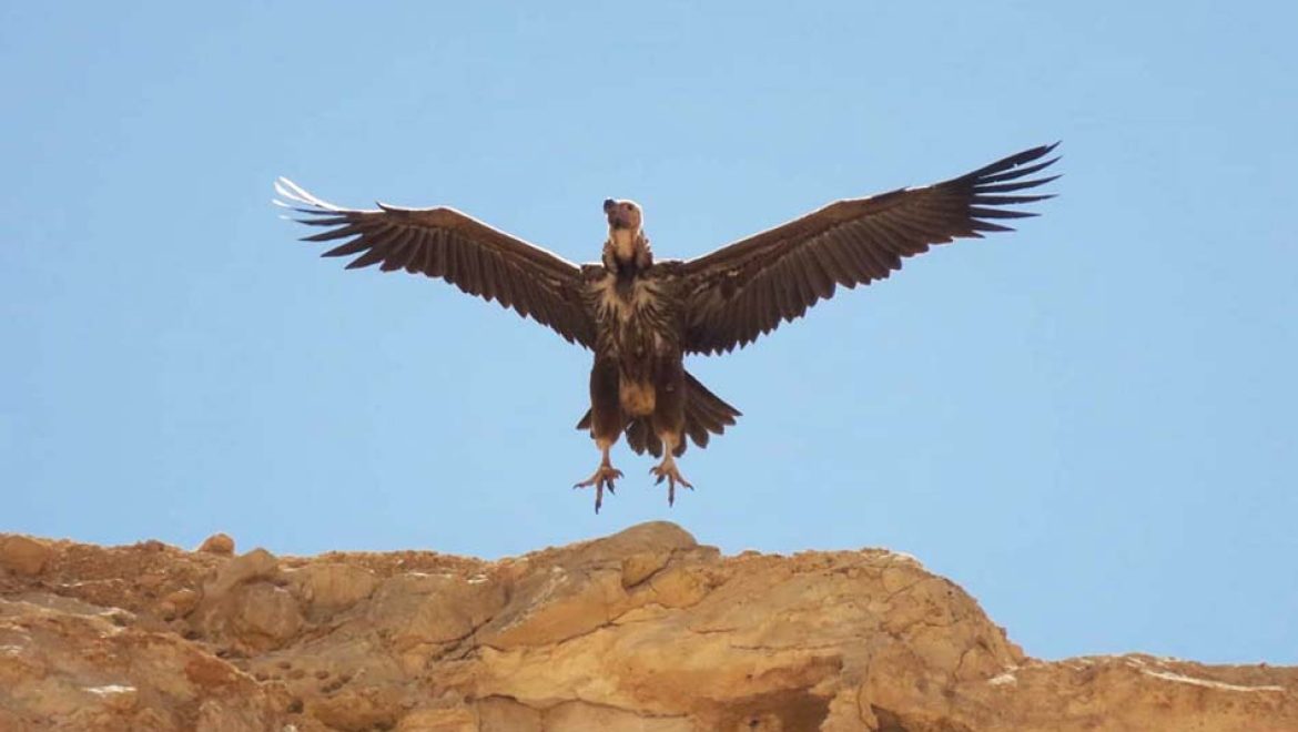 עוזניית הנגב: אורחת מלכותית ונדירה נצפתה בשמורת עין עבדת