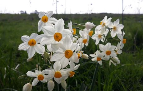 נרקיס מלך הביצה: פריחת נרקיסים בגולן
