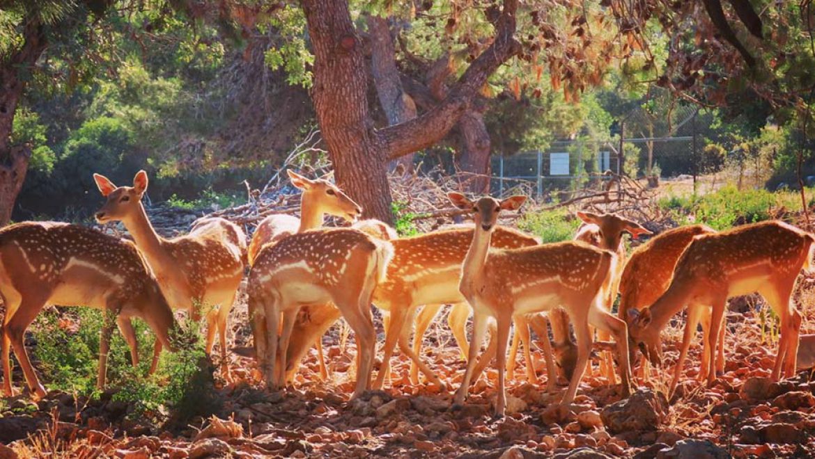 היחמור הפרסי מתרבה ומיפה את שמורות הטבע בישראל