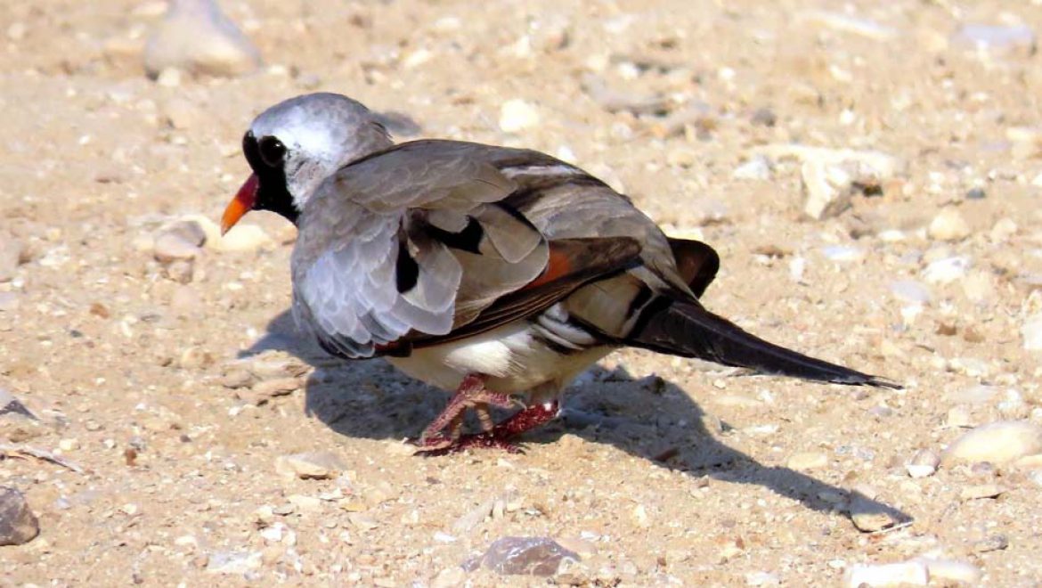 התורית הזנבנית: אחת הציפורים היפות והמיוחדות בישראל