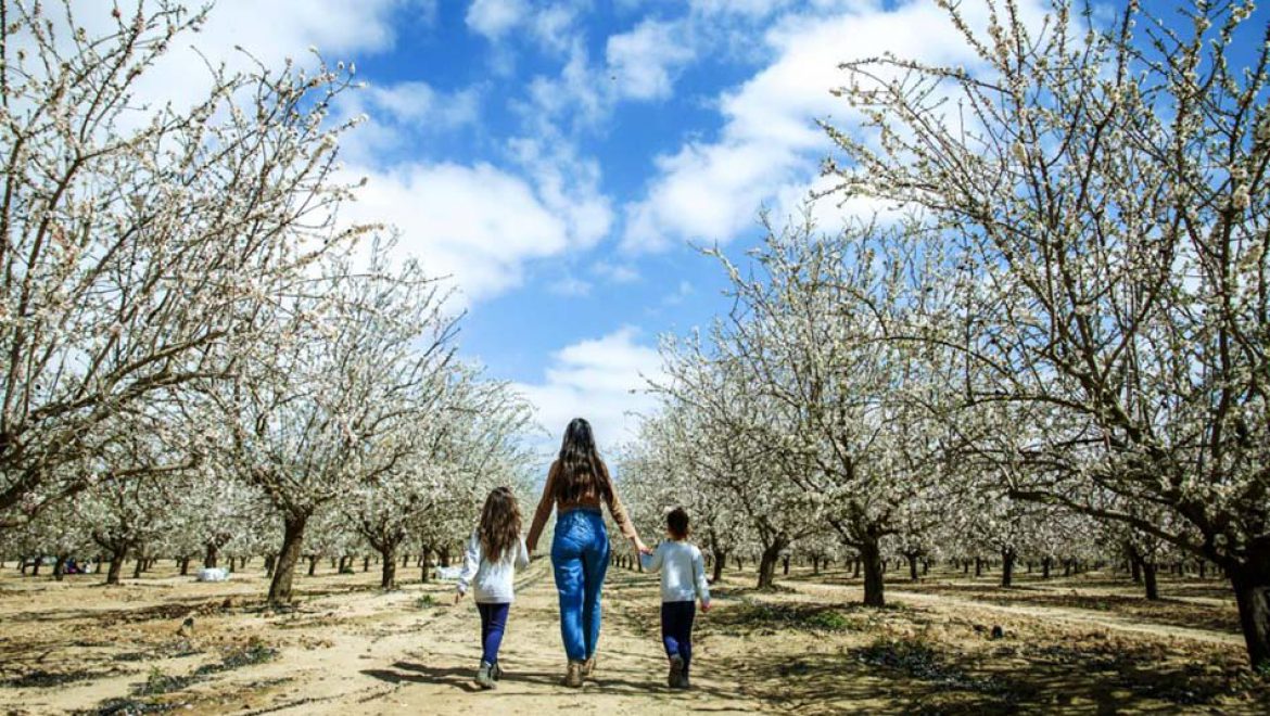 הזמן הלבן: חגיגת פריחת השקד בחבל יתיר עם פעילויות לכל המשפחה