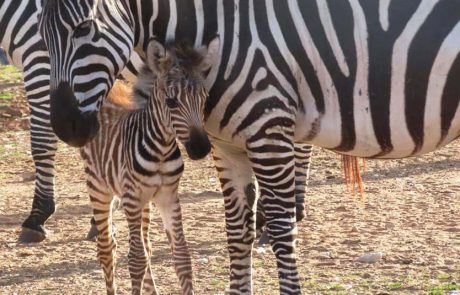 חגיגות האביב בספארי ר”ג