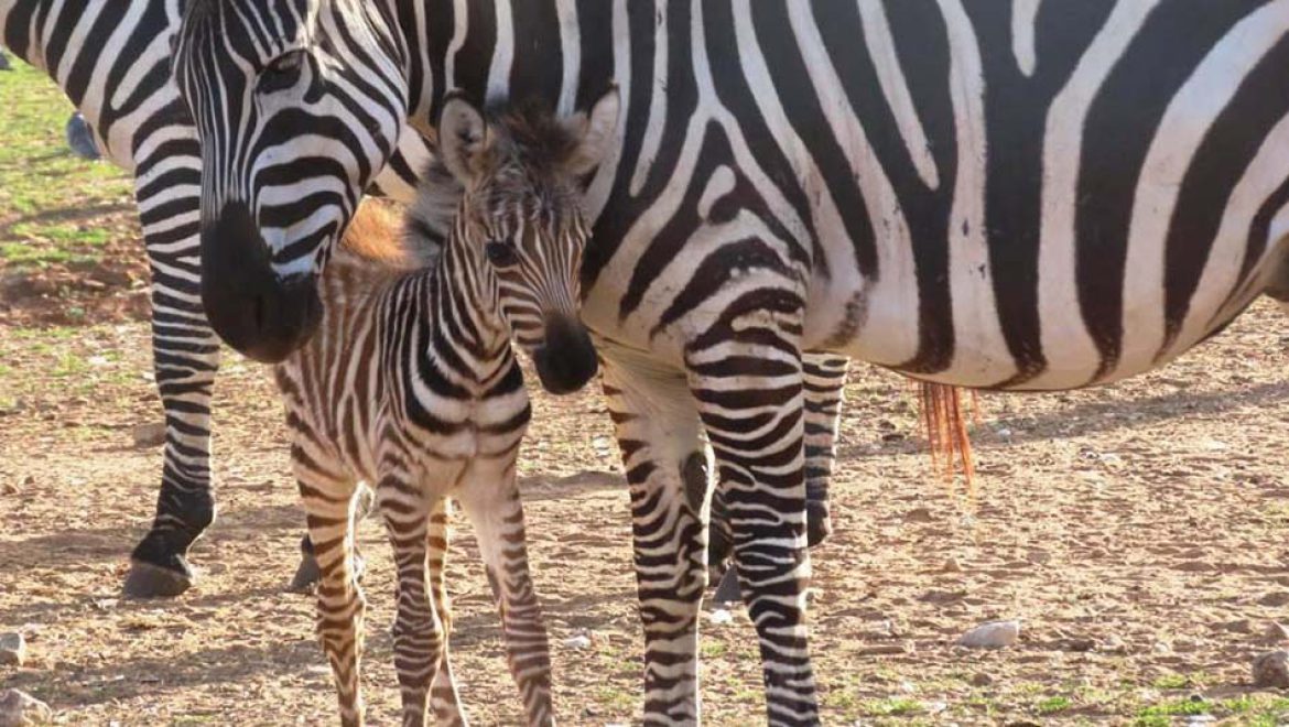 חגיגות האביב בספארי ר”ג