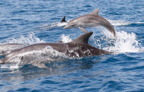תיעוד מלהיב: להקת דולפיננים משתעשעת