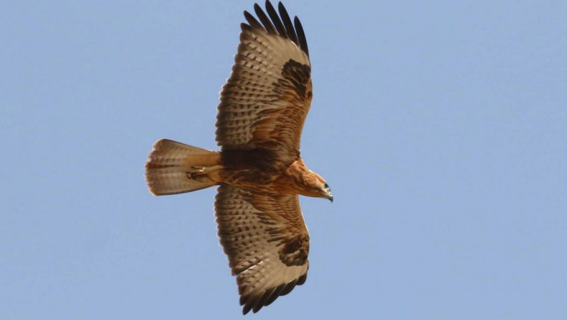 לטבע נולד מחדש: סיפור מרגש על גוזל נטוש, אימוץ מוצלח וסוף משמח