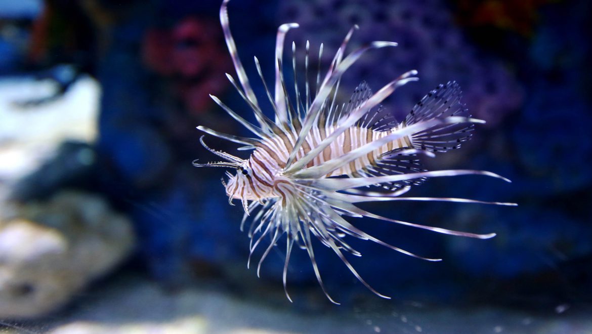 אל מאחורי הקלעים של אקווריום ישראל ירושלים