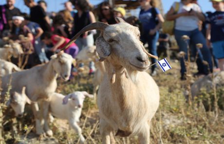 בנאות קדומים – חגיגת עצמאות של טבע, שירה וניווט
