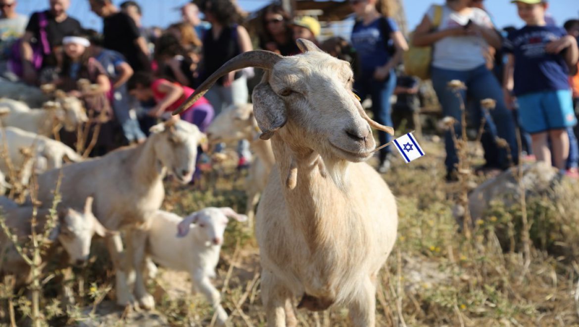 בנאות קדומים – חגיגת עצמאות של טבע, שירה וניווט