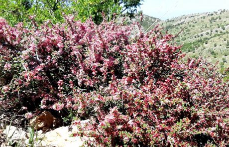 פריחה מרהיבה בפסגת החרמון