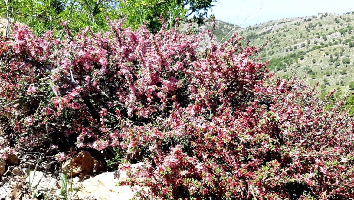 פריחה מרהיבה בפסגת החרמון