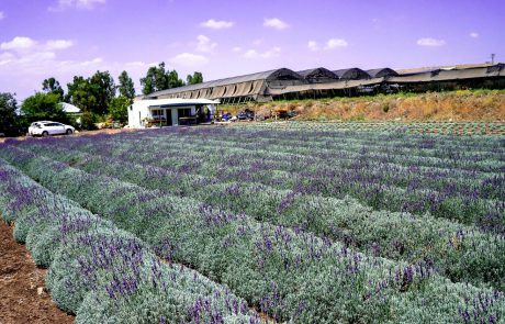 סגול הוא הצבע שלי: בעקבות פריחת הלוונדר בגולן