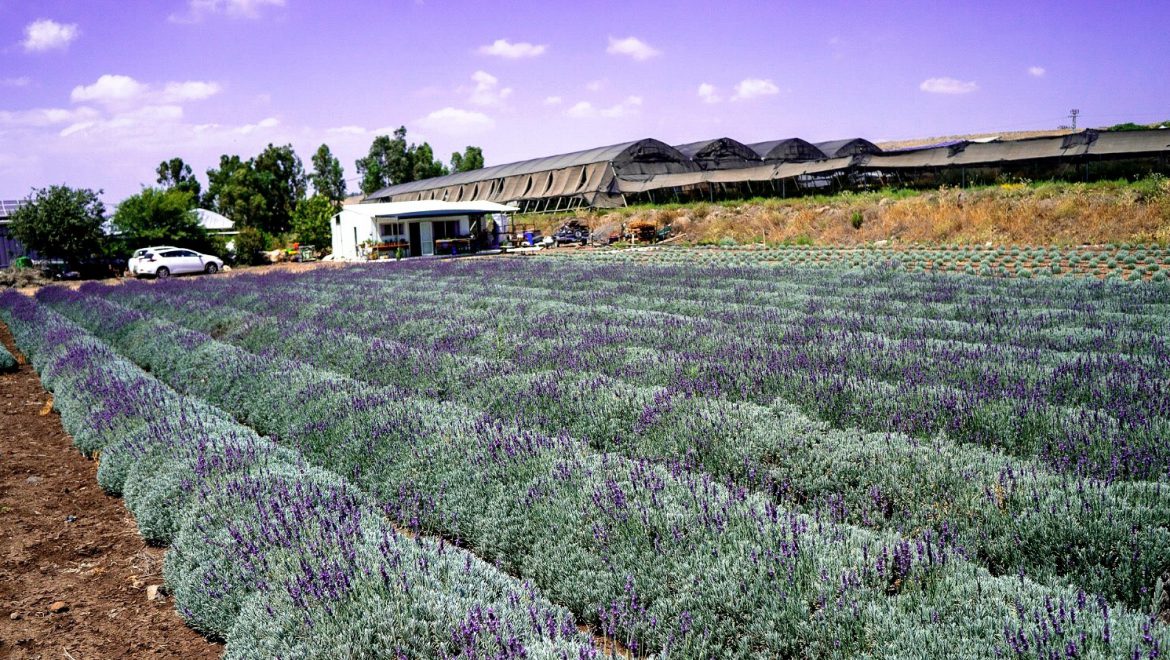 סגול הוא הצבע שלי: בעקבות פריחת הלוונדר בגולן